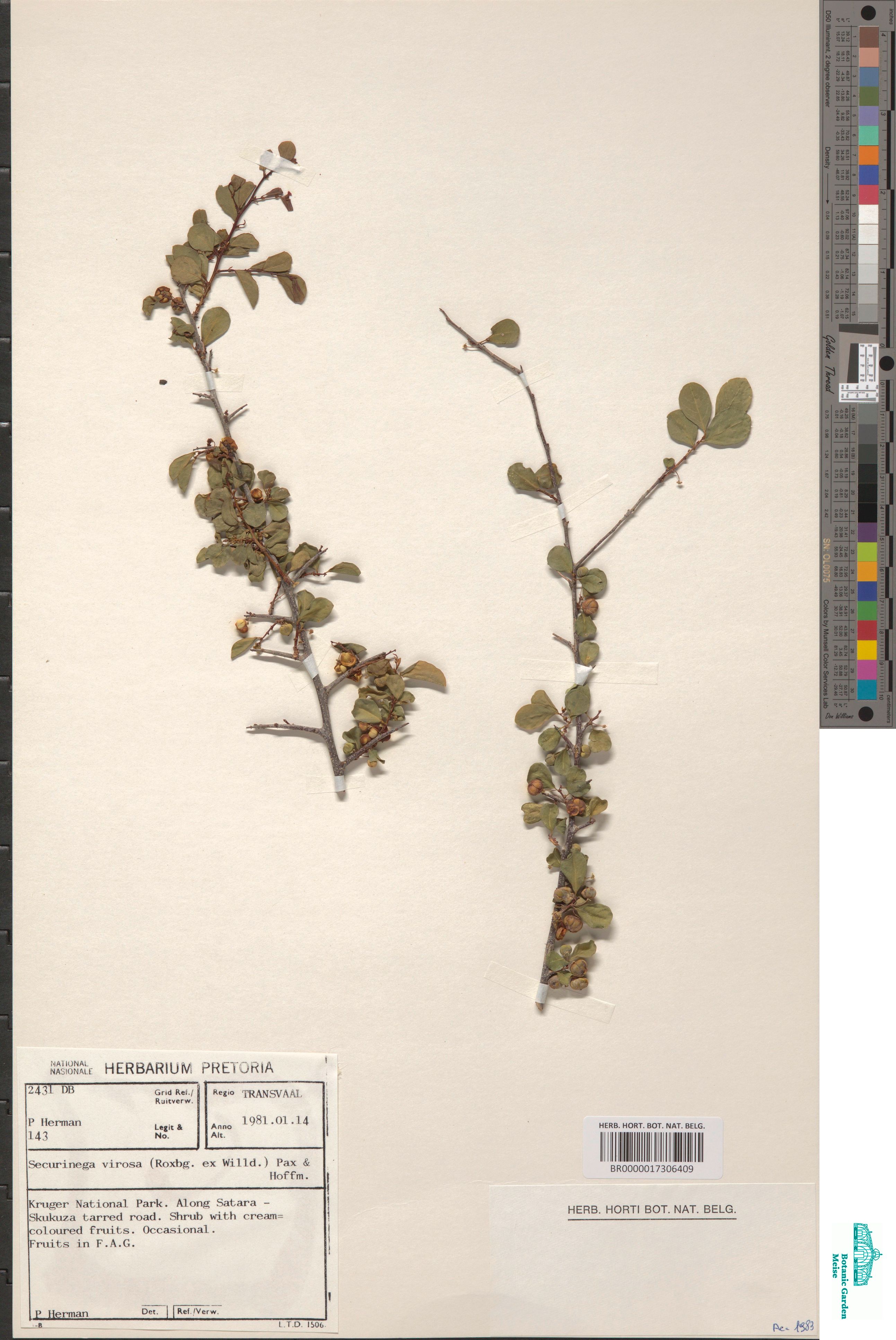 Flueggea virosa (Roxb. ex Willd.) Voigt (BR0000017306409)
