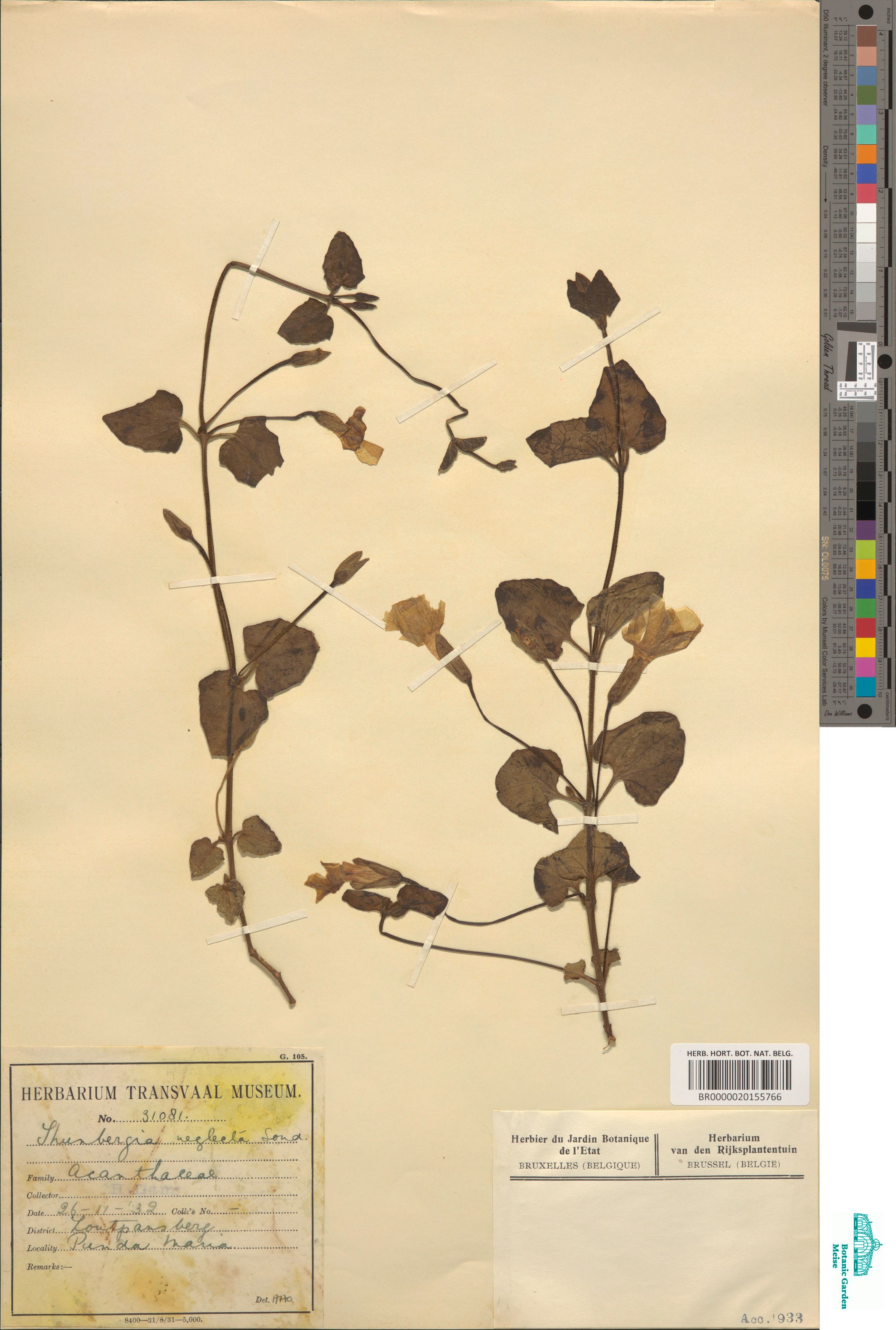 Thunbergia neglecta Sond. (BR0000020155766)