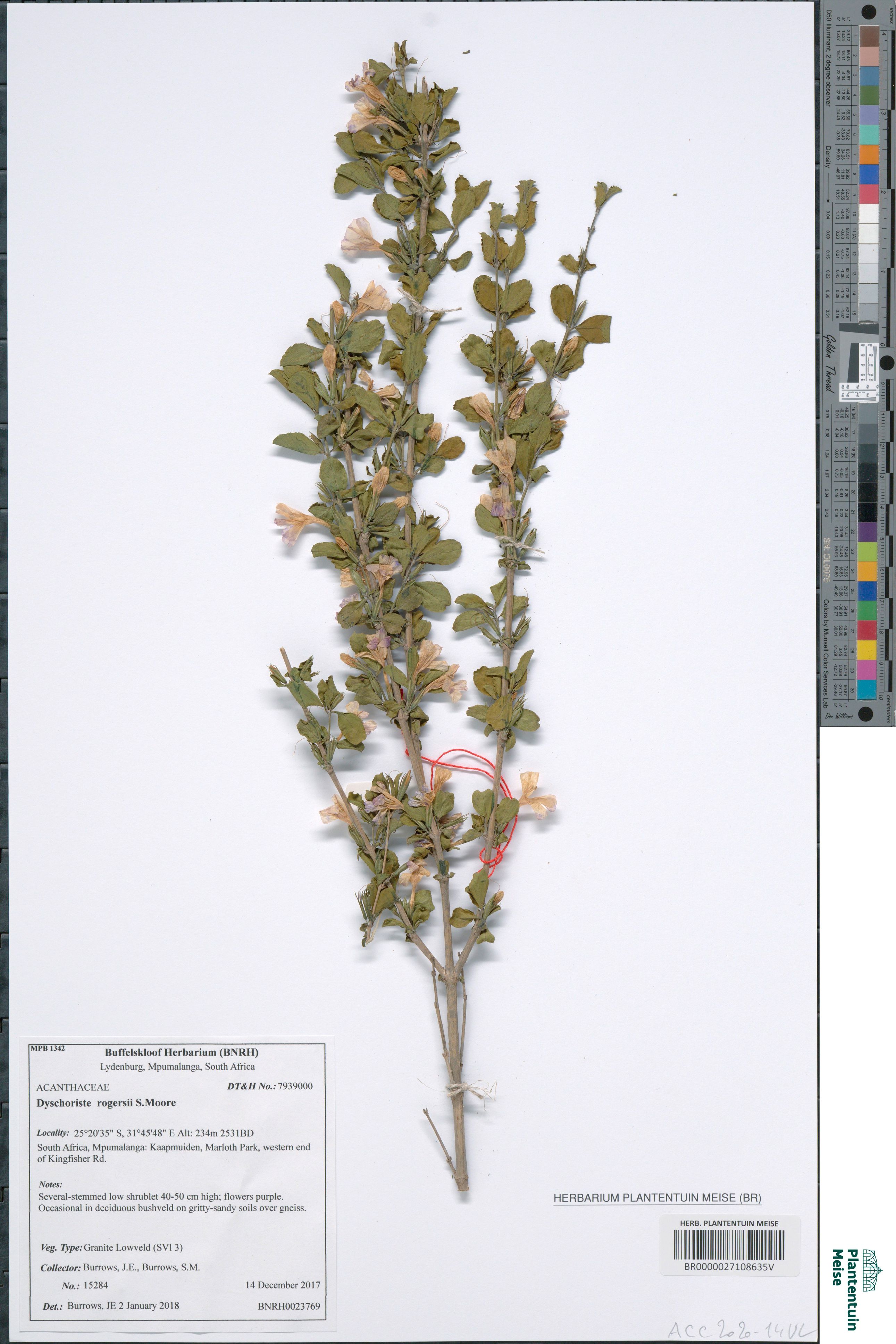 Dyschoriste rogersii S.Moore (BR0000027108635V)