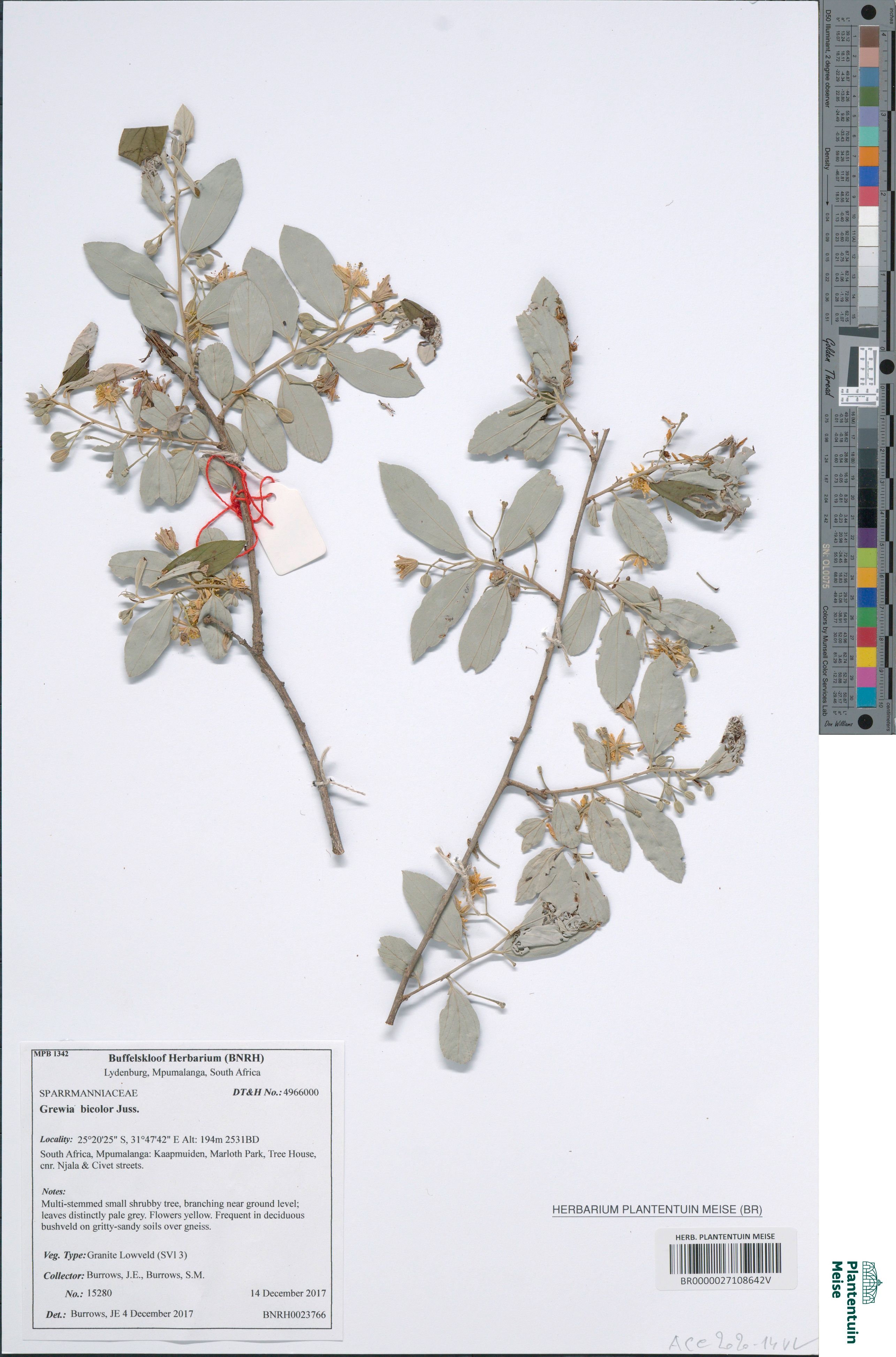 Grewia bicolor Juss. (BR0000027108642V)