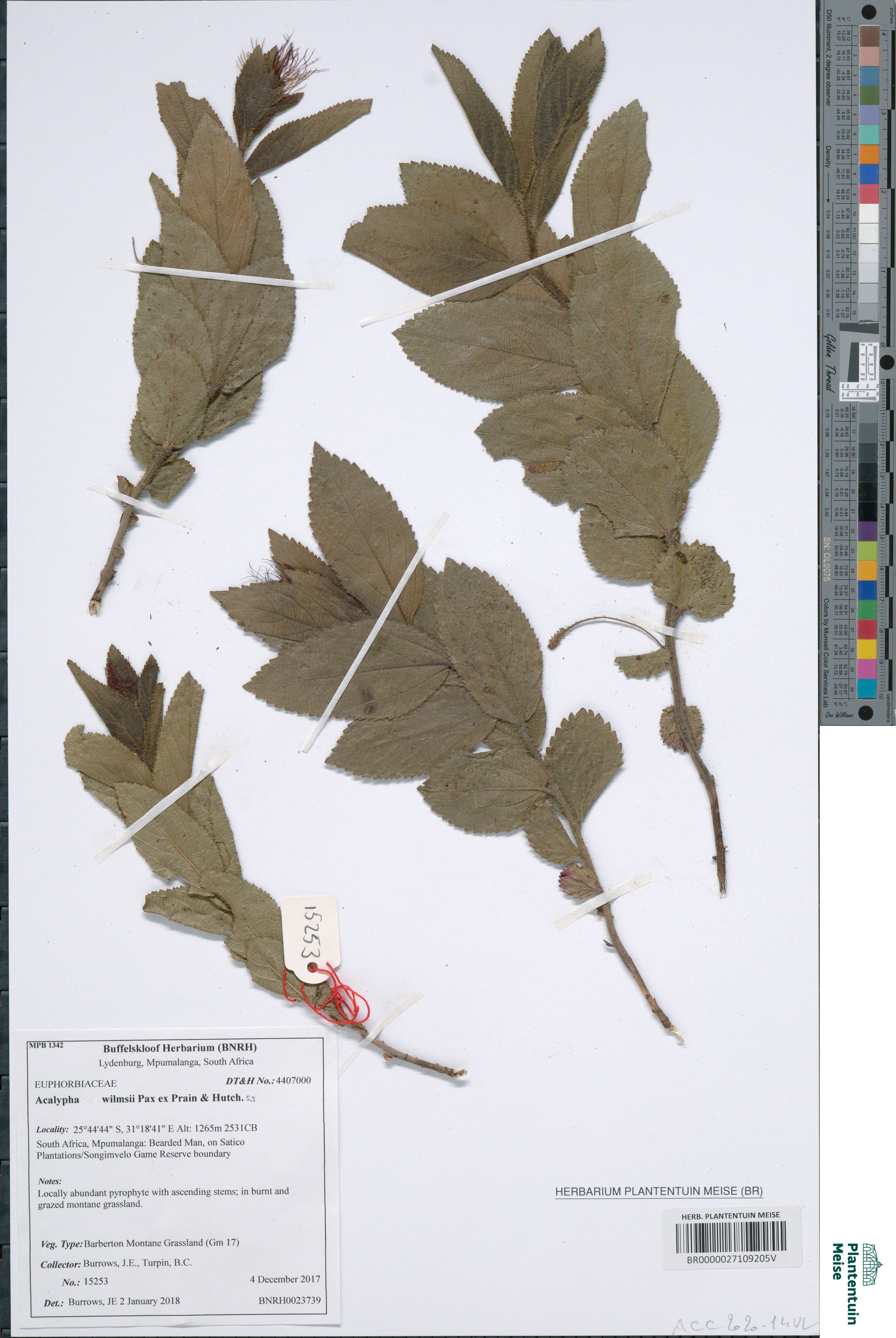 Acalypha wilmsii Pax ex Prain & Hutch. (BR0000027109205V)