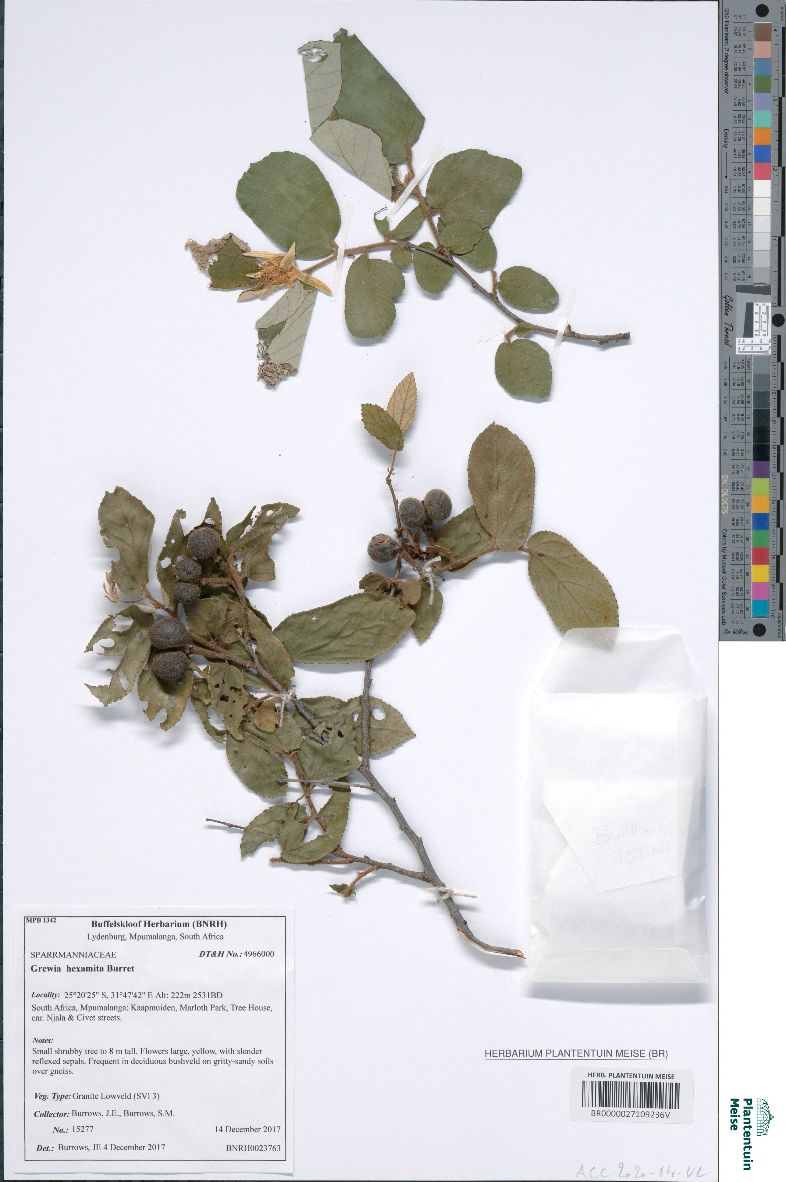 Grewia hexamita Burret (BR0000027109236V)