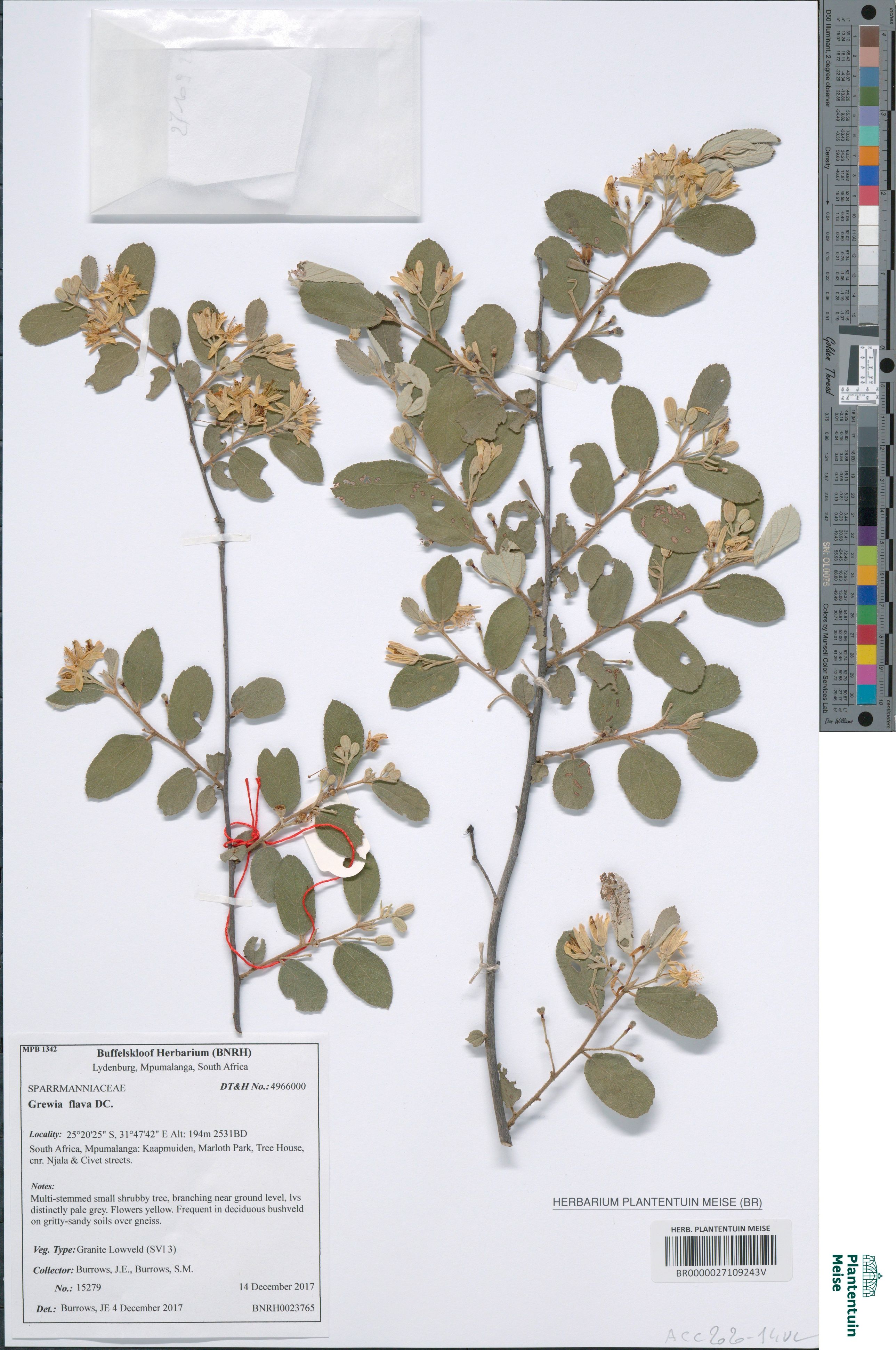 Grewia flava DC. (BR0000027109243V)